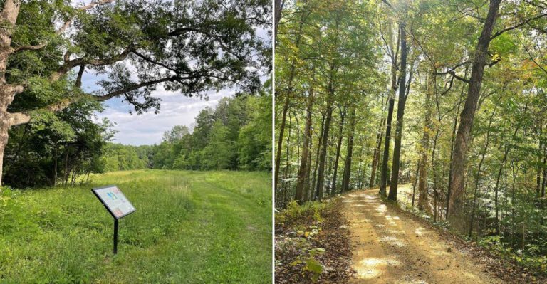8 Places In Illinois Where Rattlesnakes Have Been Spotted