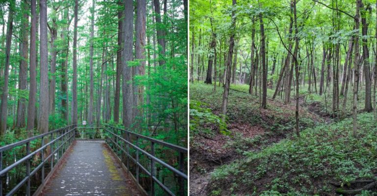 8 Shady Trails In Illinois Perfect For A Hot Summer Day
