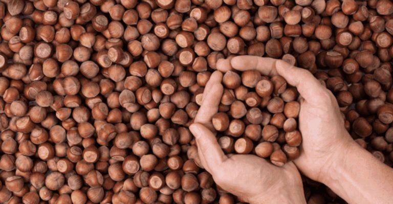 8 Surprising Health Benefits Of Eating Hazelnuts Every Day