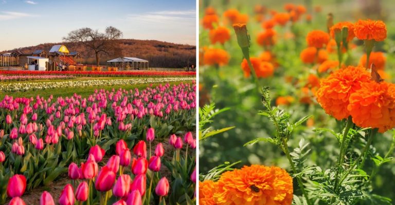 9 Arkansas Flower Farms And Bloom Fields You Can Visit This Spring