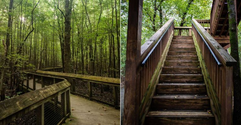 9 Breathtaking Arkansas Trails With Boardwalks And Wildlife You Need To Explore