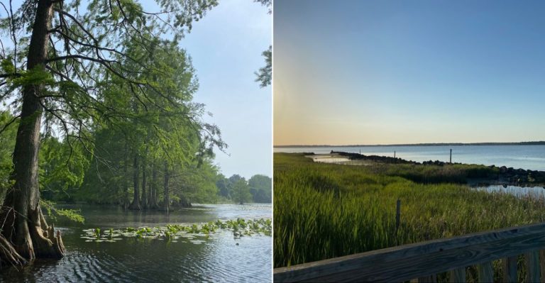 9 Delaware Ponds And Water Trails Where Cypress Trees Turn Every Paddle Into A Hidden Escape
