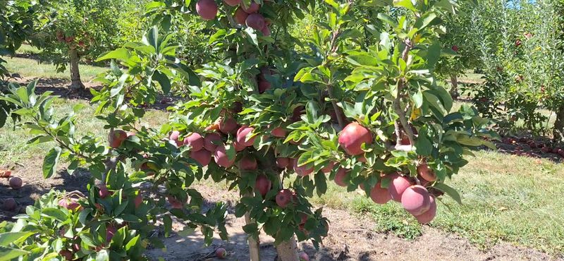 Eckert's Tulip Trail, Belleville