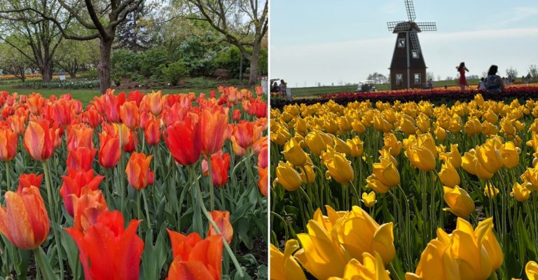 9 Dreamy Illinois Tulip Fields That Feel Straight Out Of Holland