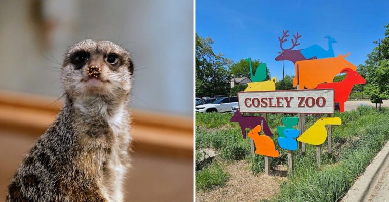 9 Illinois Zoos Families Should Have On Their Radar This Summer