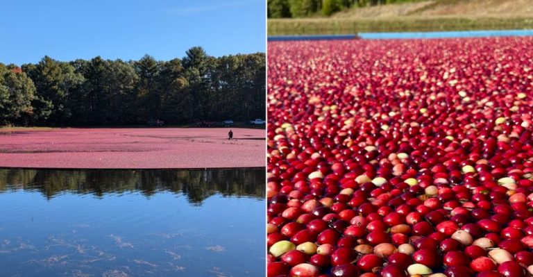 9 Massachusetts Cranberry Bog Stops That Turn Fall Harvest Into A Red Road Trip