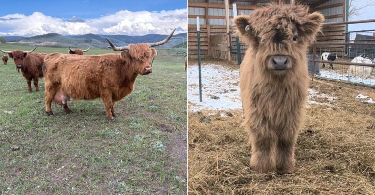 9 Places In Colorado Where You Can Meet Scottish Highland Cows