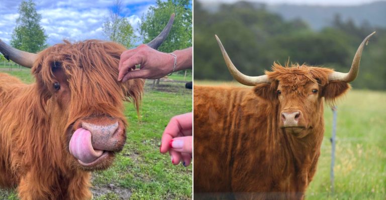 Scottish Highland Cows In Michigan