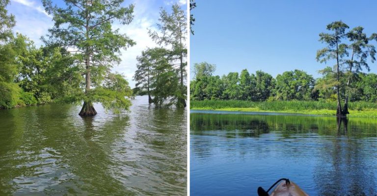 9 Regions In Arkansas With The Highest Cottonmouth Activity This Summer