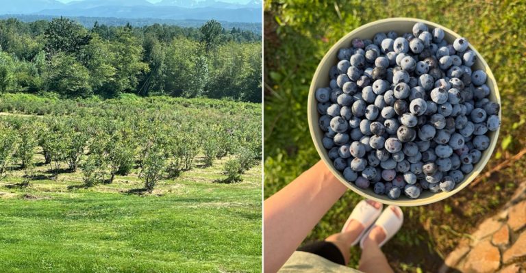 9 Secret Washington Farms Where You Can Pick Your Own Blueberries Right Now