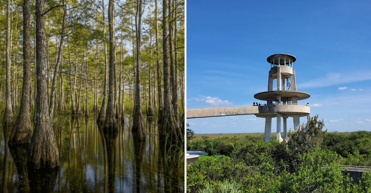 9 Unique Experiences To Have In Florida’s Everglades