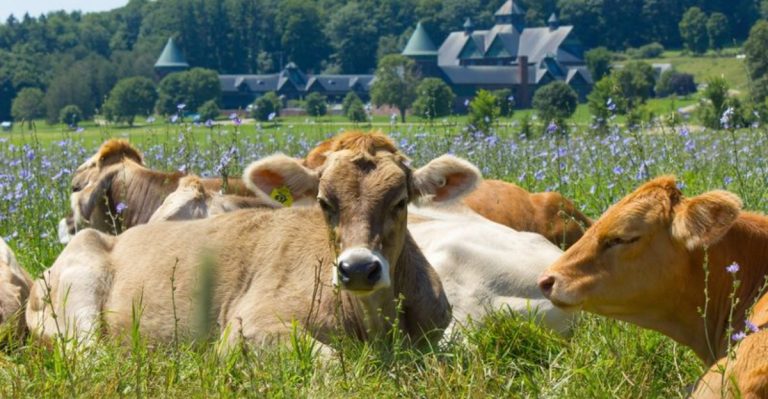 9 Vermont Cheese Farms Where You Can Picnic With The Cows