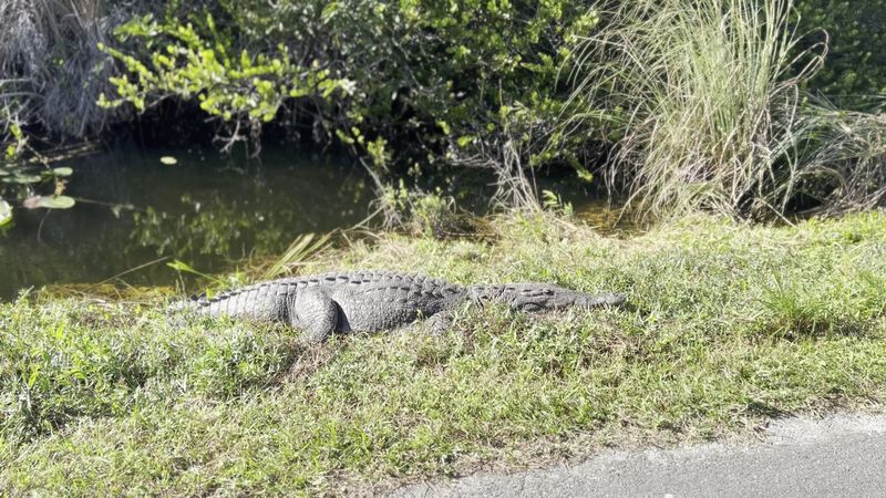 The Loop That Delivers Nonstop Wildlife