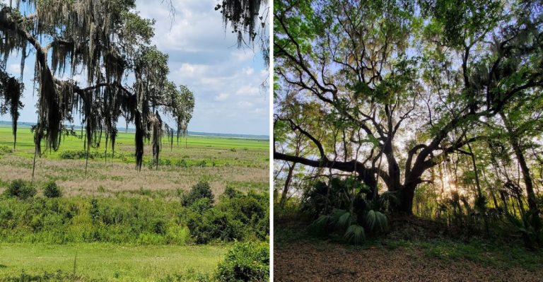 A 16-Mile Bike Trail In Florida Follows An Old Railroad Past A Prairie Where Wild Horses And Bison Roam