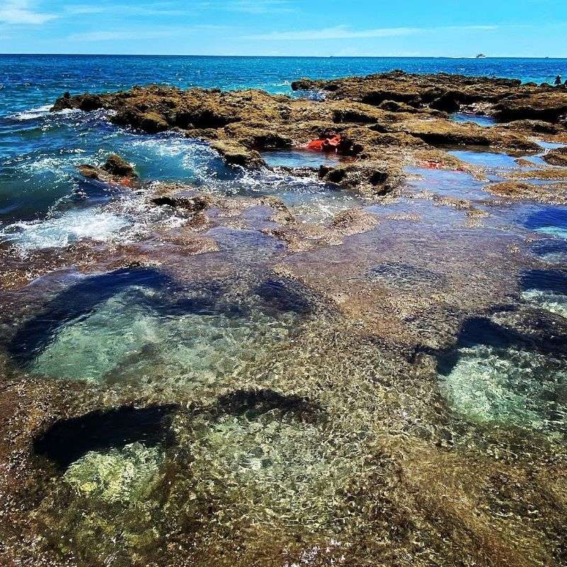 Reef Life That Will Make Your Jaw Drop