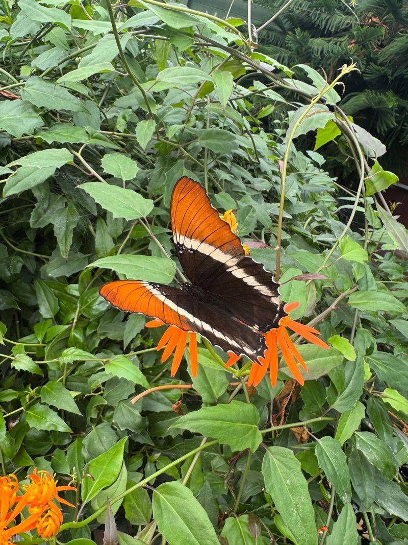 A 3D Monarch Journey Before the Wings