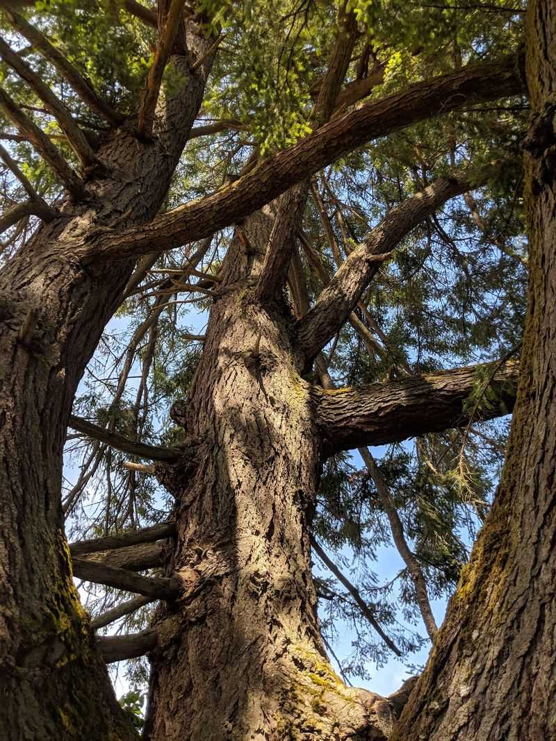A 400-Year-Old Grandfather Tree Among the Mima Mounds