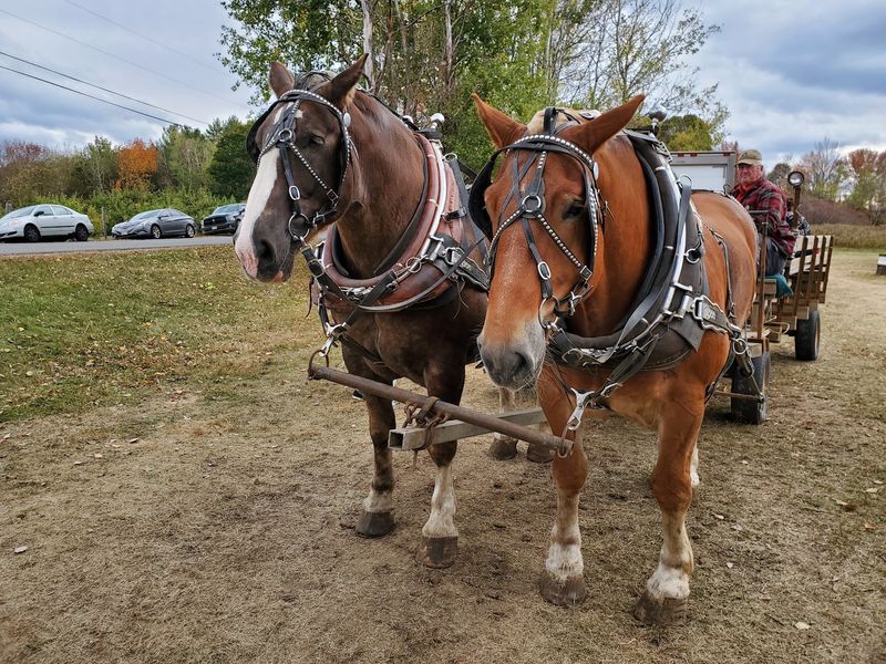A $5 Tour Around The Farm