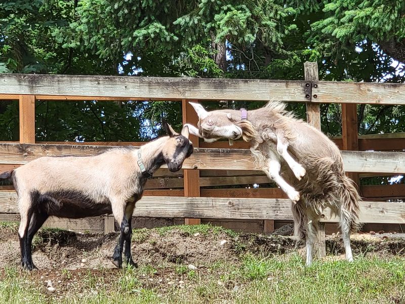 A Barnyard Full of Friendly Faces