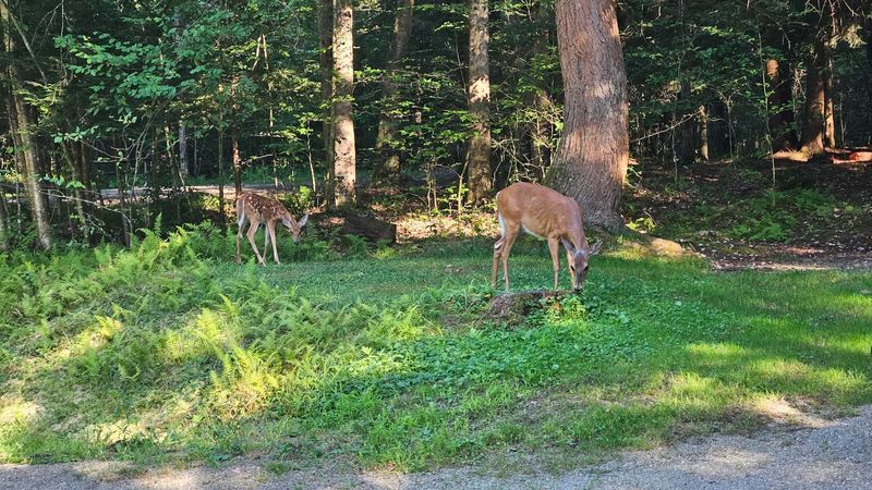 Wildlife Watching Without Leaving Your Car