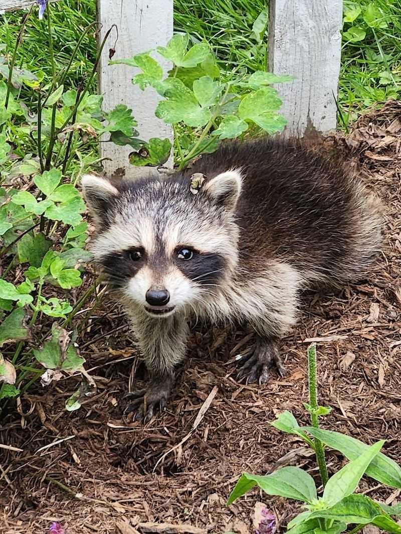 Accepting Nearly Every Species Of Wild Animal