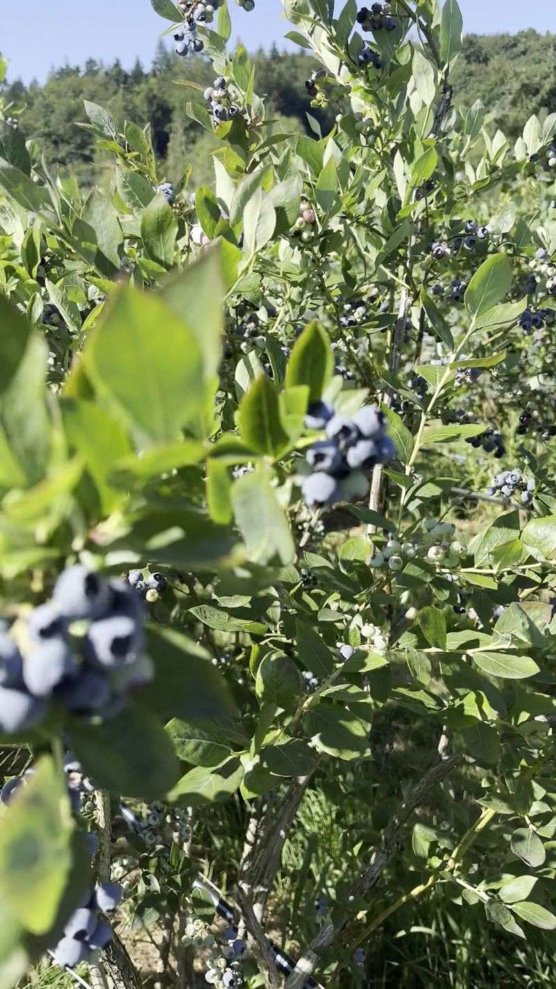 A Berry Sweet History Rooted In The 1940s