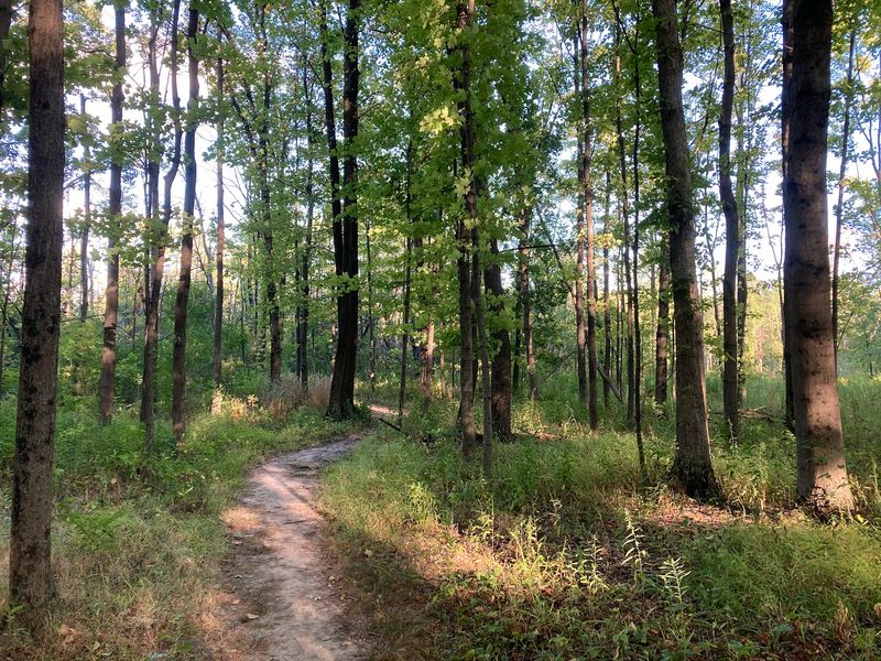 A Big Woods Off Quentin Road In Northwest Cook County