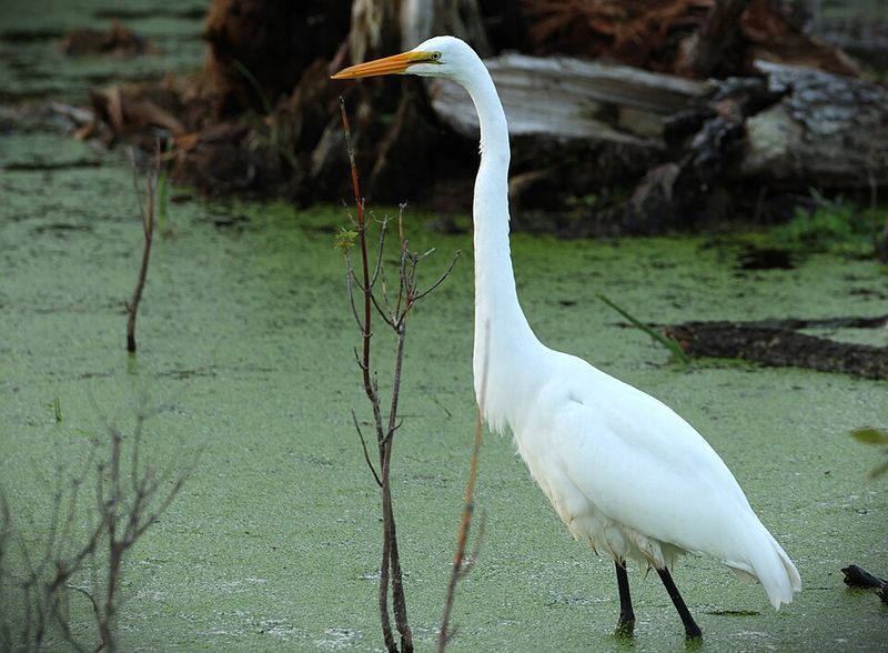 A Birder's Quiet Paradise