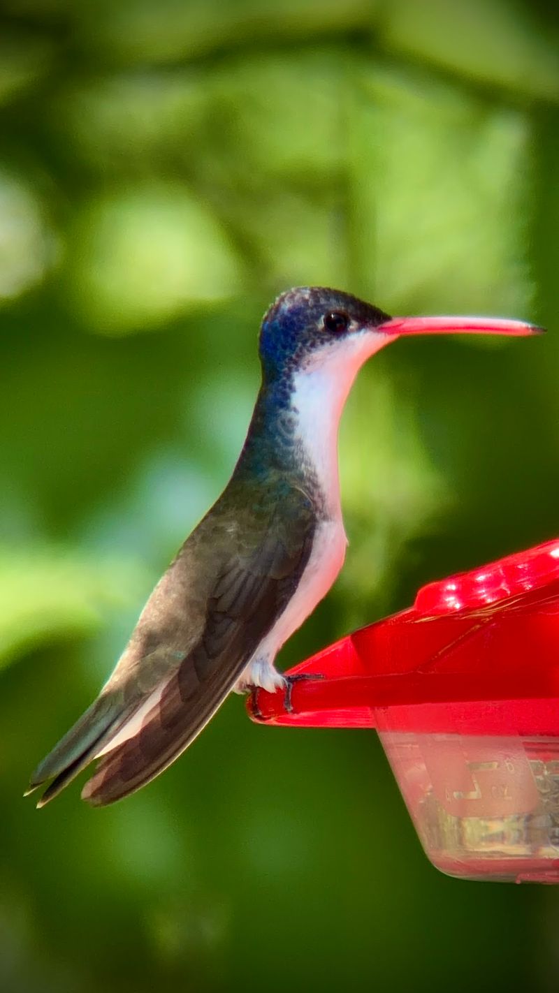 A Birdwatcher's Dream Come True A Birdwatcher's Dream Come True