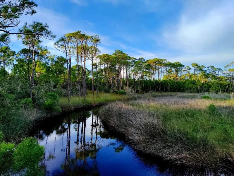 A Birdwatcher's Dream Come True