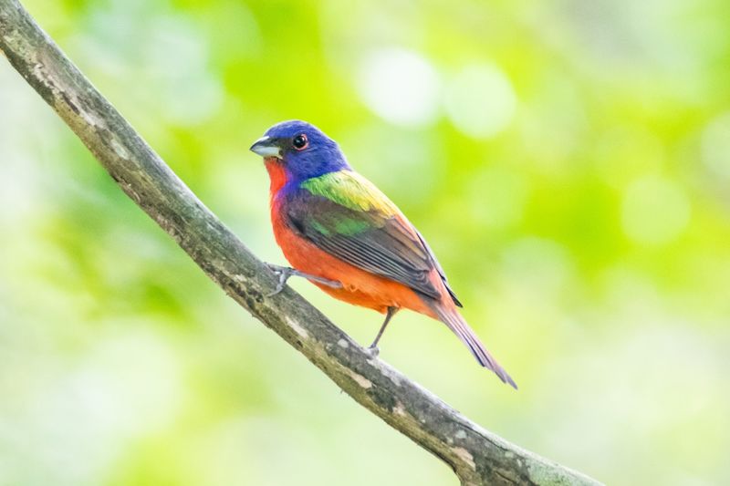 A Birdwatcher's Paradise