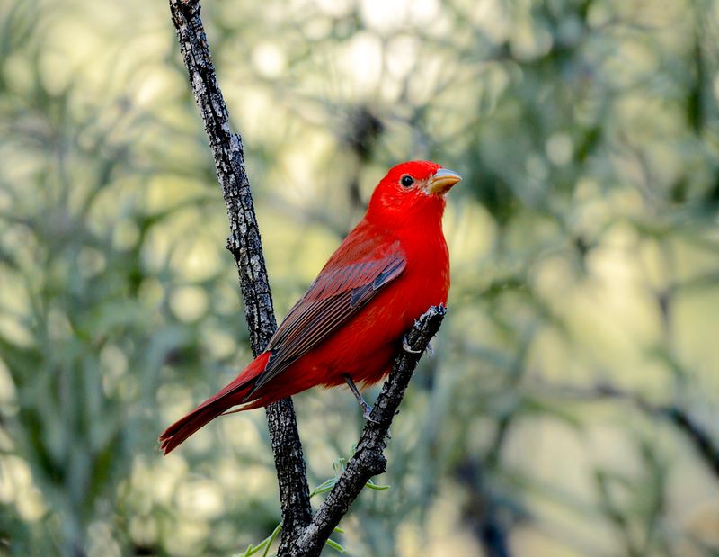 A Birdwatcher's Wonderland