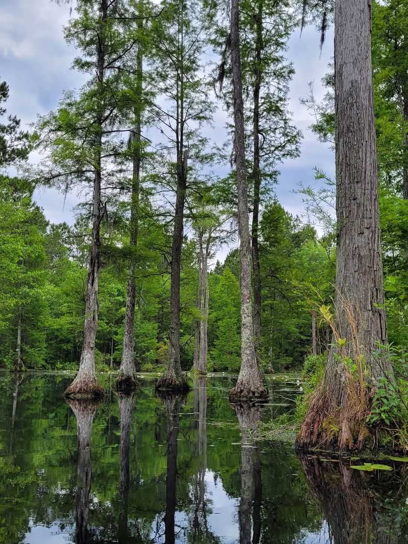 A Blackwater Swamp That Looks Like A Mirror