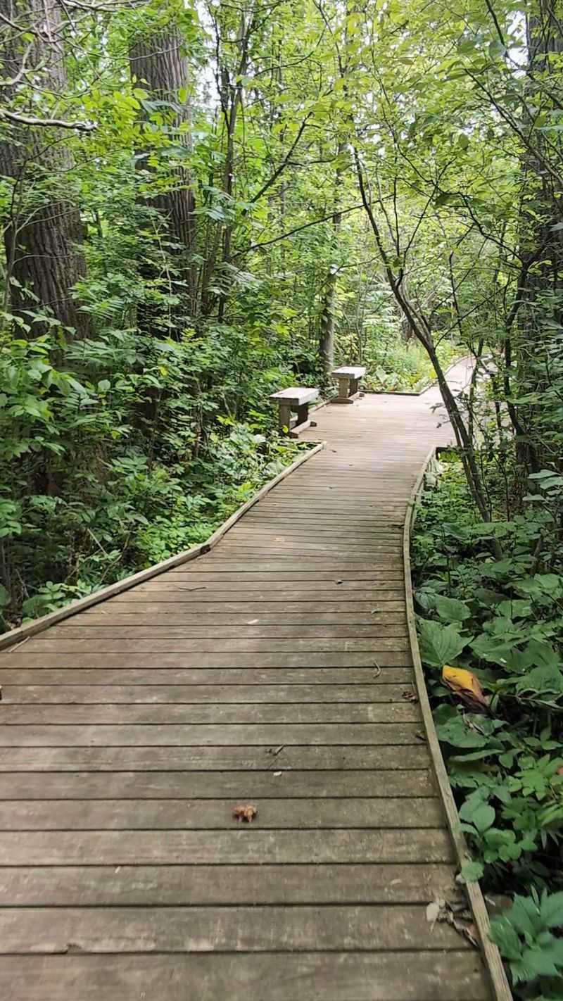 A Boardwalk Built For Easy Wandering
