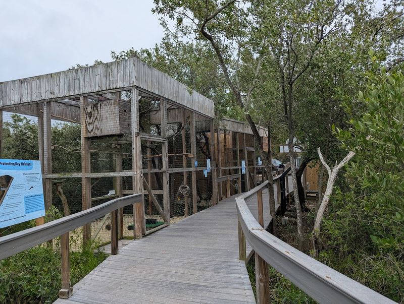 A Boardwalk That Doubles As A Nature Trail A Boardwalk That Doubles As A Nature Trail