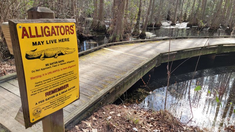 A Boardwalk That Puts You Right Above The Swamp