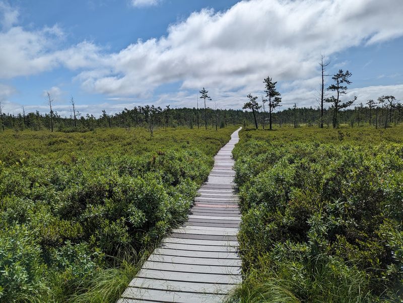 A Bog That Grew Into a Dome A Bog That Grew Into a Dome