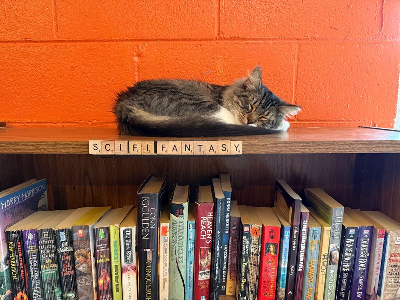 A Bookstore Where Cats Rule The Aisles