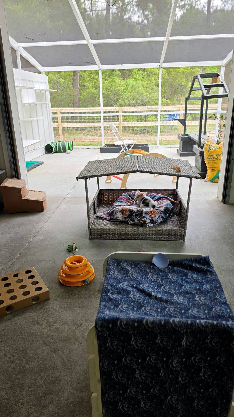 A Brand-New Cattery Built Just For The Kitties