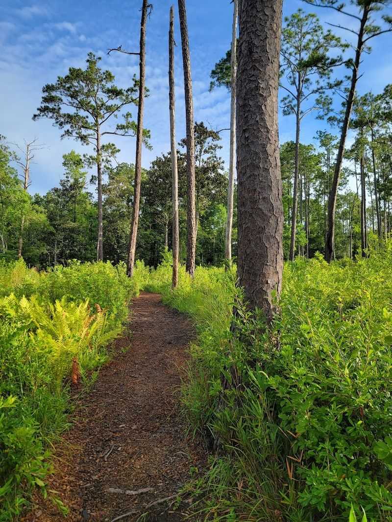 A Butterfly Garden Waits Near The Parking Lot