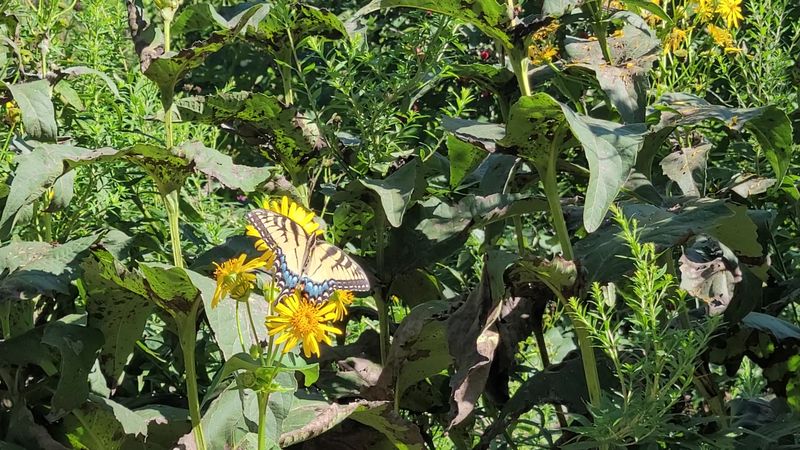 A Butterfly Garden Where Wildlife Comes To You