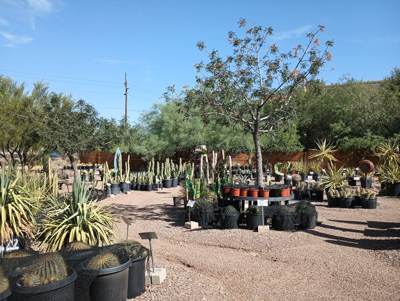A Cactus And Succulent Collection Worth Wandering