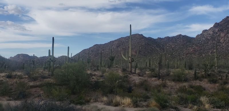 A Cactus Forest Split Around Tucson