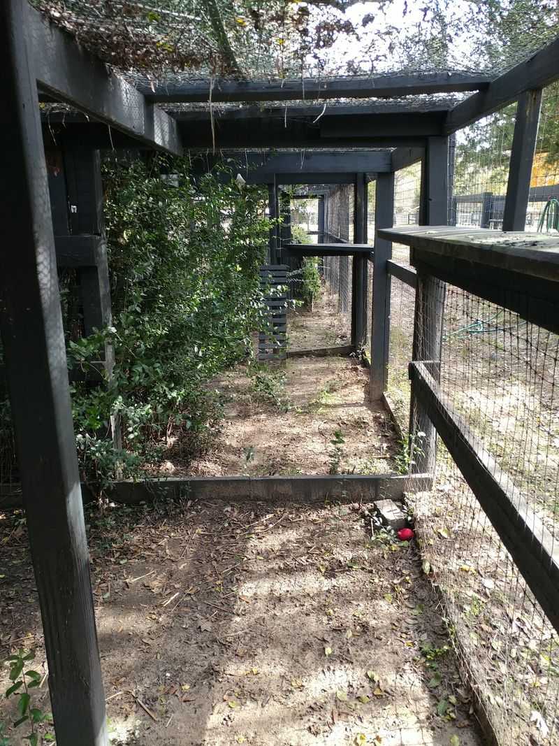 A Cage-Free Home Where Cats Actually Get To Be Cats