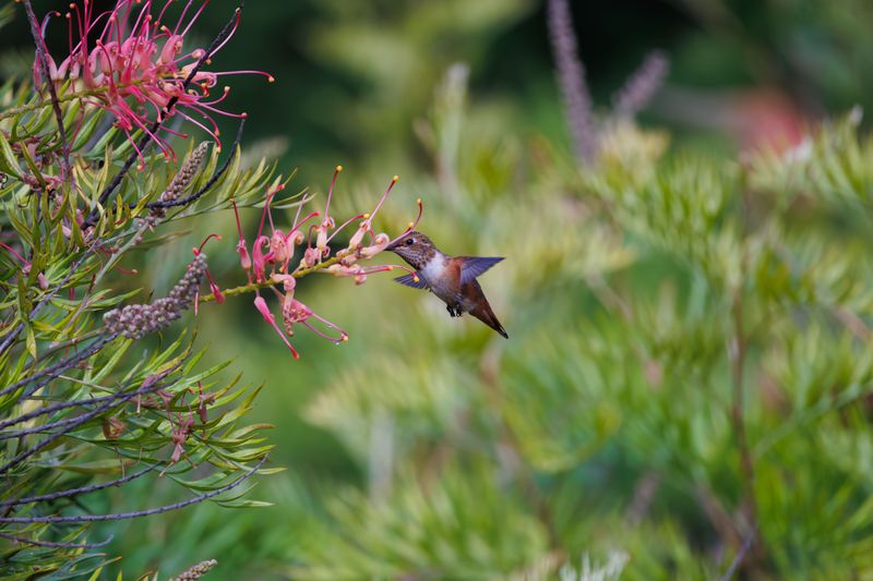 A Calm Corner For Birdwatching