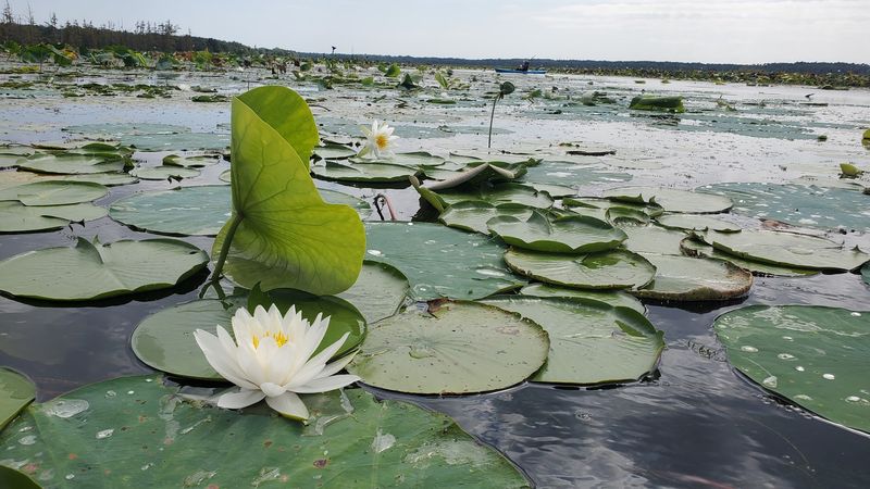 A Calm Edge Between Two Landscapes