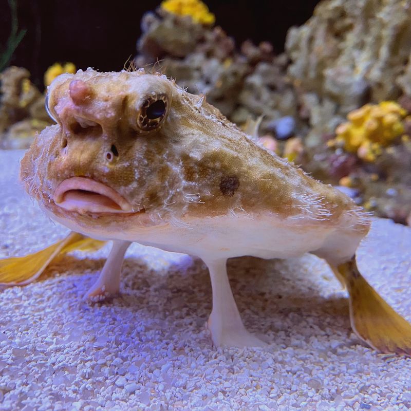 A Cast of Creatures Beyond the Big Tanks