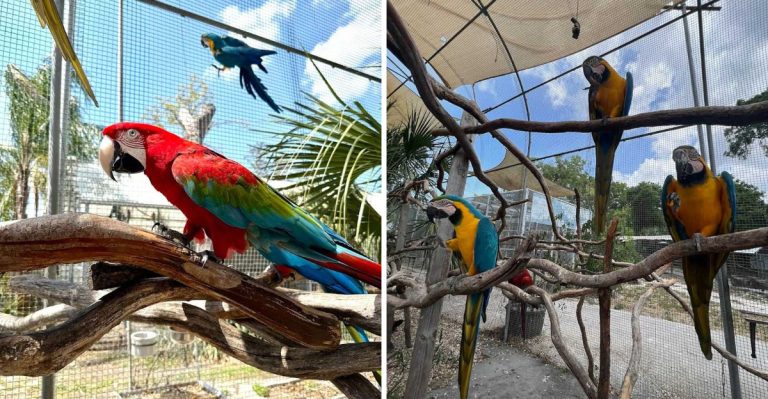 A Central Florida Bird Sanctuary Lets Visitors Hand-Feed Hundreds Of Parrots, Macaws, And Toucans