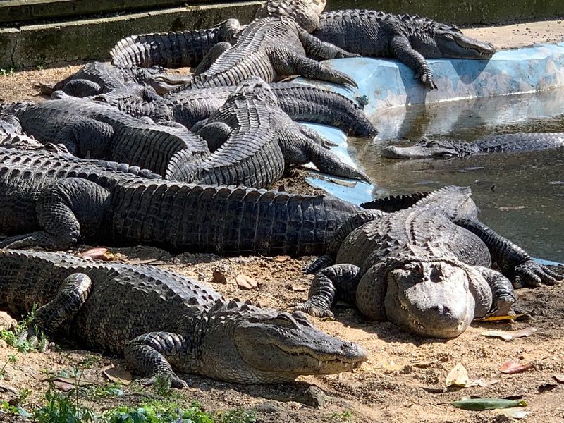 Massive Reptiles Display Raw Power