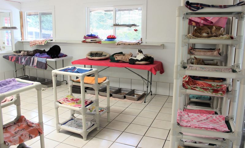 A Clean, Welcoming Space for People and Cats